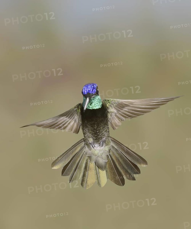 Rivoli's Hummingbird (Eugenes fulgens), Arizona, USA