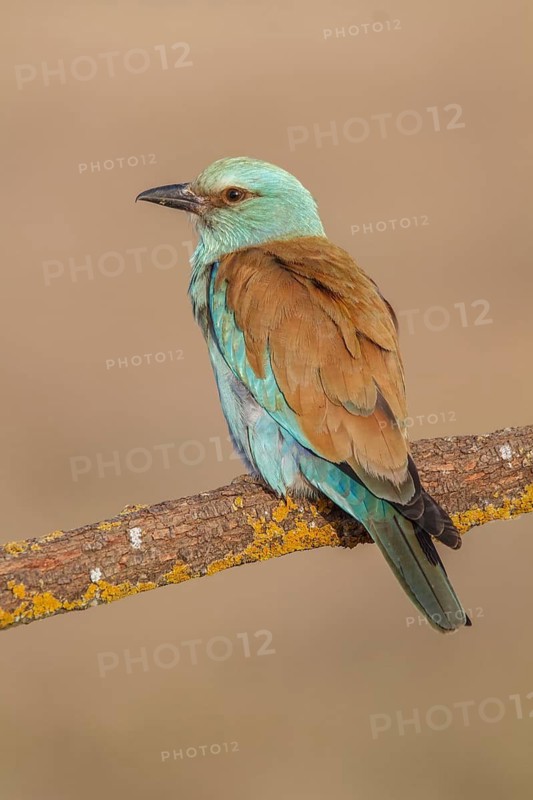 European Roller (Coracias garrulus), perched on a branch, Castile-La Mancha
