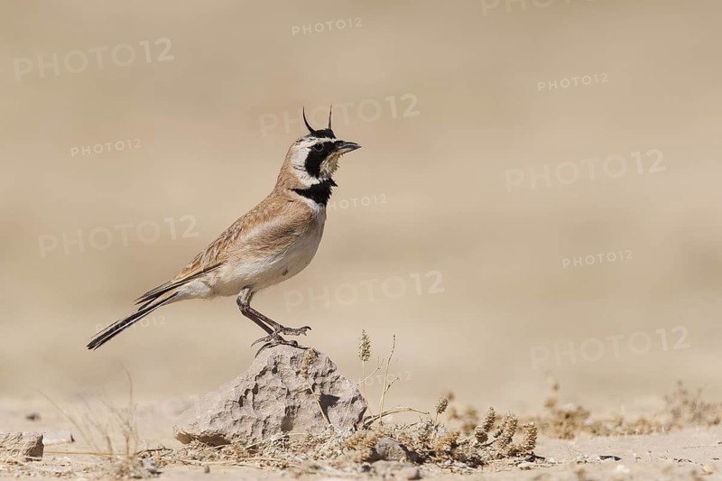 Temminck's Lark (Eremophila bilopha) male, Meishar, Israel