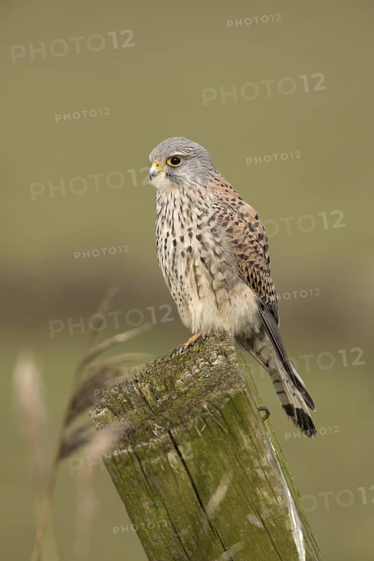 Torenvalk; Common Kestrel; Falco tinnunculus;