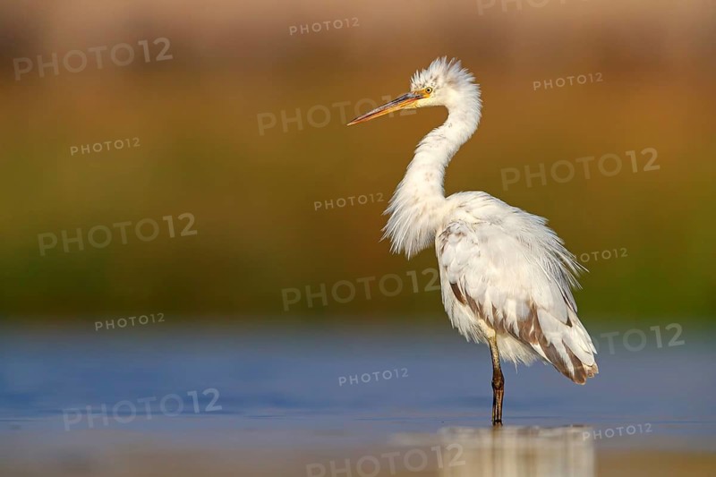 Heron, (Egretta gularis), heron family, biotope, habitat, waters, foraging, animals, birds, Raysut, Salalah, Dhofar, Oman