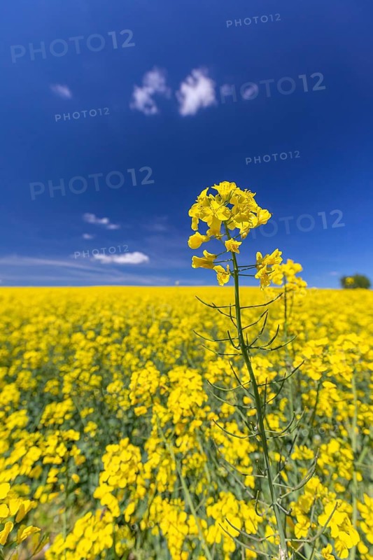 Flowering field of Rapeseed (Brassica napus) on a sunny day with blue sky, green trees and some white clouds