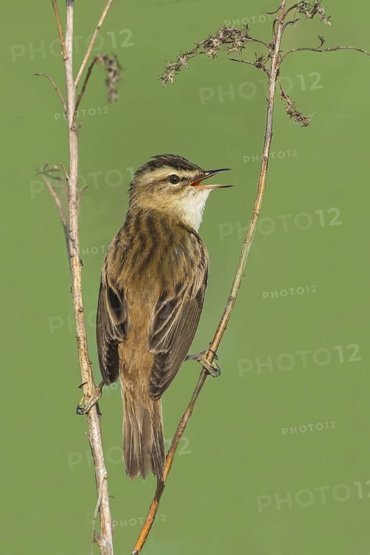Schilfrohrsänger (Acrocephalus schoenobaenus) Sedge Warbler