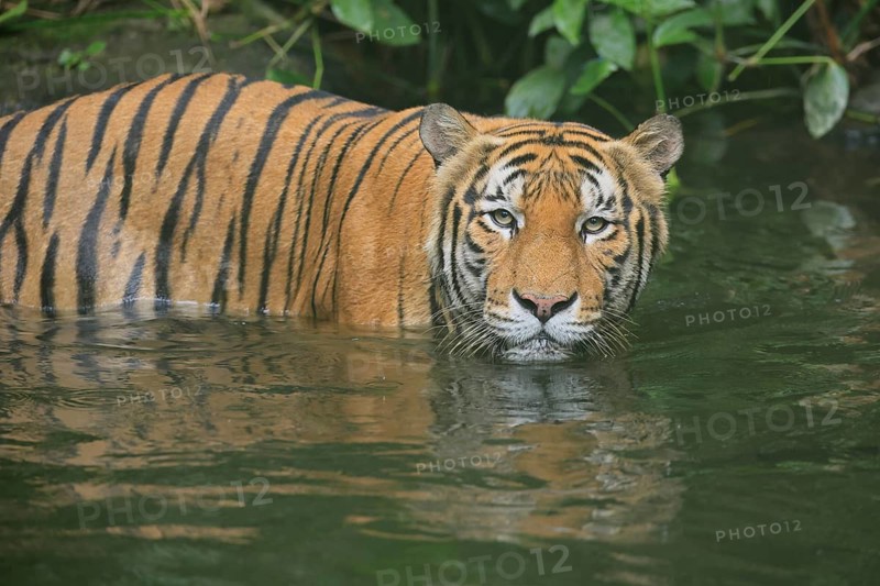 Malaysia tiger (Panthera tigris jacksoni), adult, in water, alert, Malaysia, Southeast Asia