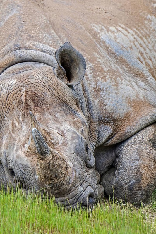 Eastern black rhinoceros, East African black rhinoceros, eastern hook-lipped rhinoceros (Diceros bicornis michaeli), close-up portrait