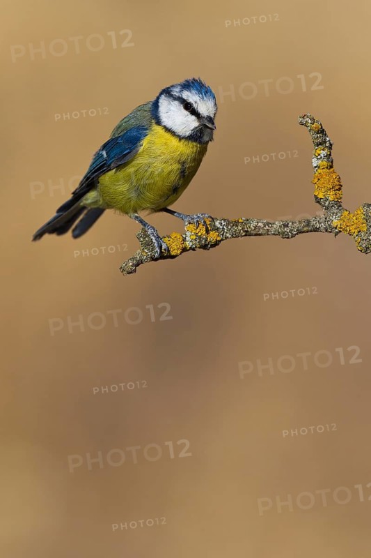 Eurasian Blue Tit (Cyanistes caeruleus), Extremadura, Spain