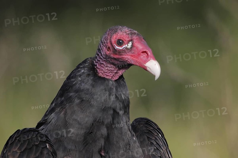 Turkey Vulture (Cathartes aura), Florida, USA