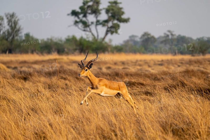 Impala (Aepyceros melampus) male jumping, running, on the run, Xakanaxa, Okavango Delta, Moremi Game Reserve, Botswana