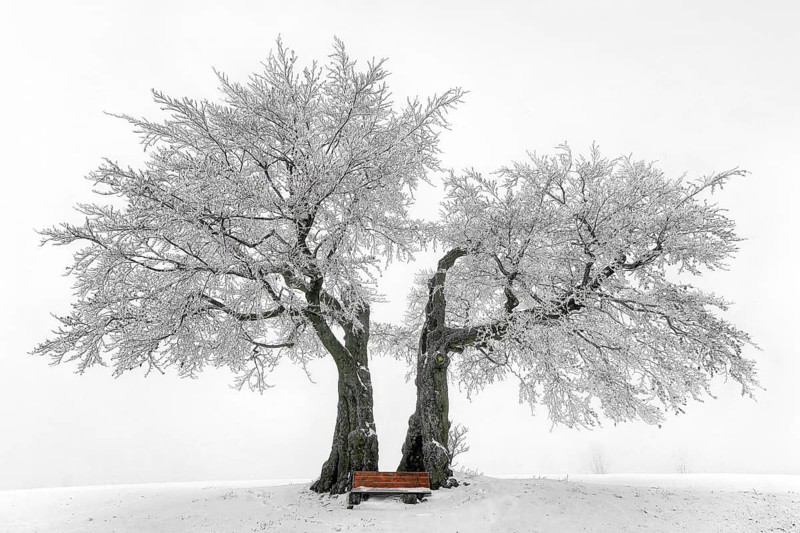 Germany, Upper Franconia, Presseck, cold perennial, a pair of beech trees, beech, two beech trees, bank, Presseck, Oberfanken, Federal Republic of Germany