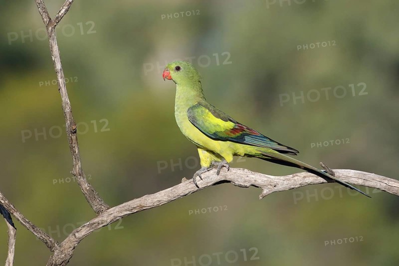 Regent Parrot (Polytelis anthopeplus) female perched on a branch, Victoria, Australia