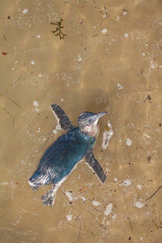 Little penguin or blue penguin swims during the day in St Kilda Melbourne Australia