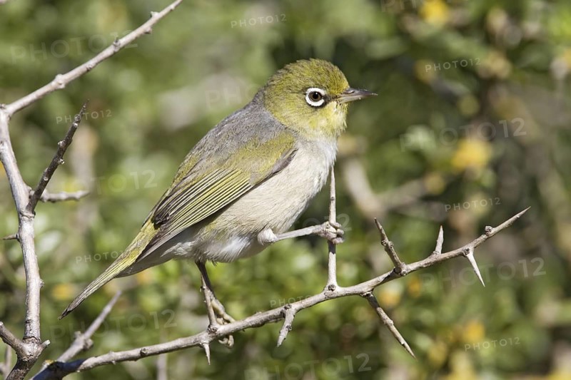 Silvereye (Zosterops lateralis), Australian Capital Territory, Australia