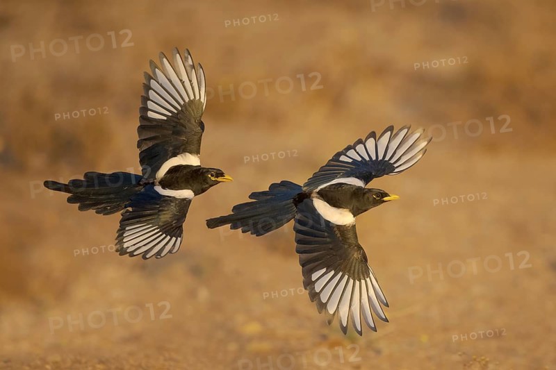 Yellow-billed Magpie (Pica nuttalli) flying, California, USA