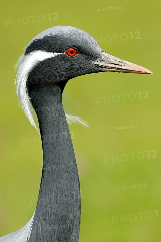 Jungfernkranich (Anthropoides virgo), Portrait, captive, Zoo/Gehege, NRW, Deutschland