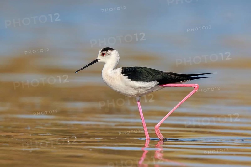 Black-winged Stilt (Himantopus himantopus) foraging, Lesvos, Greece