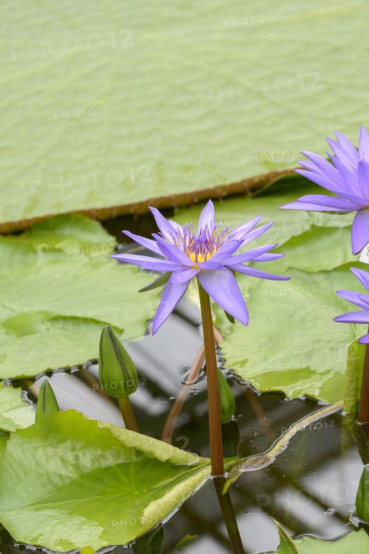 Nymphaea 'Director George T Moore', Botanical Garden, Munich, Bavaria, Germany