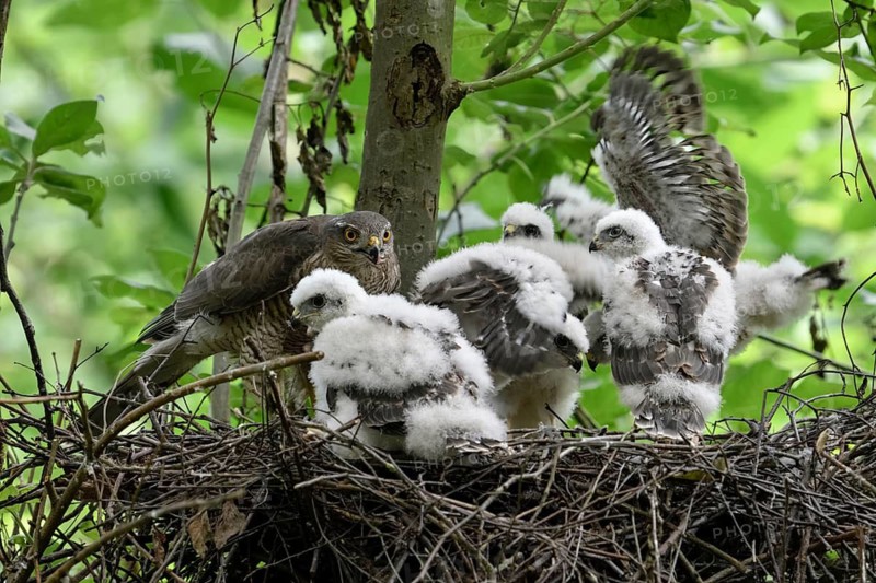 Eurasian Sparrowhawk (Accipiter nisus) female with chicks in nest, North Rhine-Westphalia, Germany