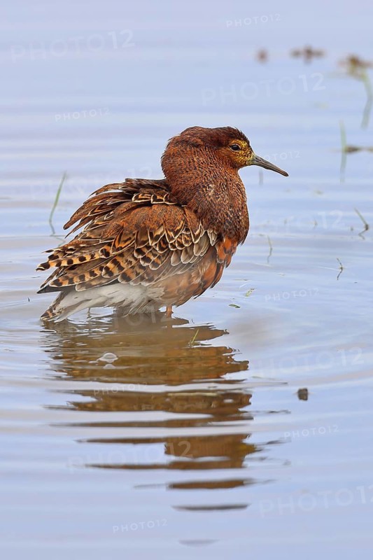 Ruff (Philomachus pugnax), adult male in splendid plumage with erect ruff, courtship display, standing in shallow water in the moor, imposing behaviour, snipe birds, wildlife, Ochsenmoor, Naturpark Dümmer See, Hüde, Lower Saxony, Germany
