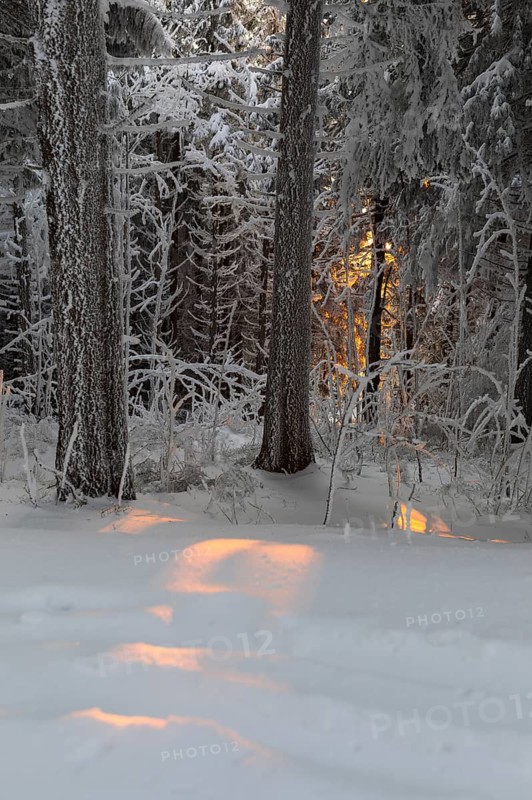 The warm light of the last rays of the sun at sunset falls through the snow-covered trees decorated with hoarfrost on the Auersberg, Erzgebirge, Eibenstock, Saxony, Germany