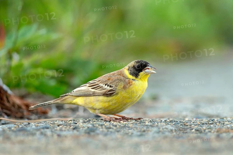 Black-headed Bunting (Emberiza melanocephala) male on ground, Ishikawa, Japan