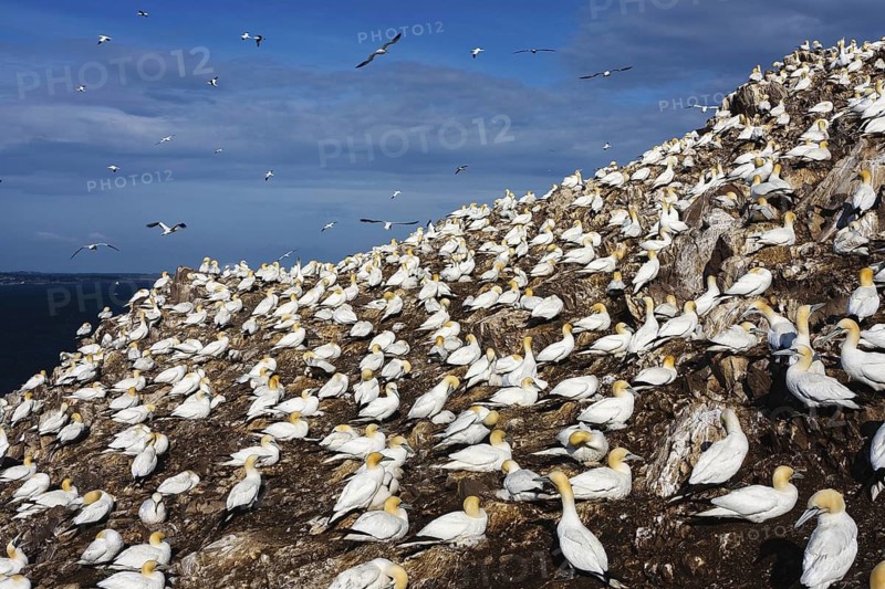 Northern Gannet (Morus bassanus), Scotland, United Kingdom