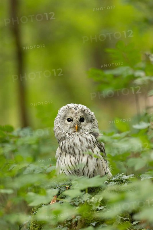 Ural Owl (Strix uralensis) captive, Bavaria, Germany