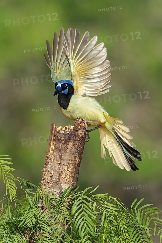 Green Jay (Cyanocorax luxuosus), Texas, USA