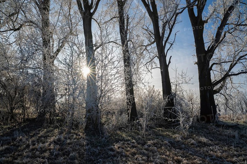 Poplars (Populus) and grass with hoar frost, backlit with sun star, blue sky, Thuringia, Germany