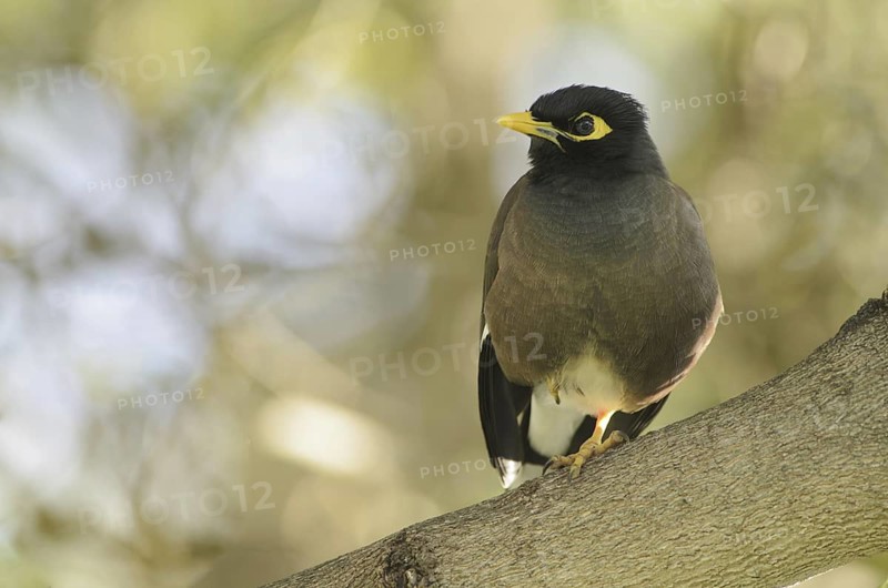 Common Myna (Acridotheres tristis), Mauritius
