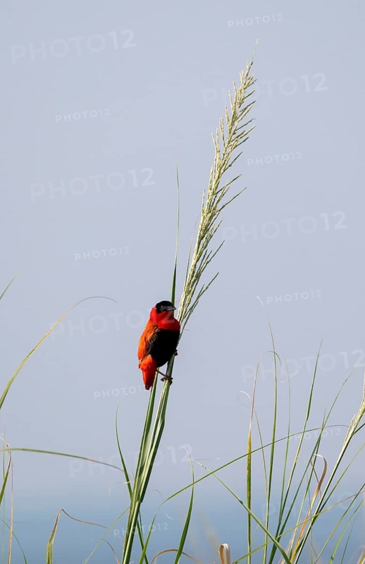 Fire weaver (Euplectes franciscanus), red bird sitting on a blade of grass, Murchison Falls National Park, Western Region, Uganda