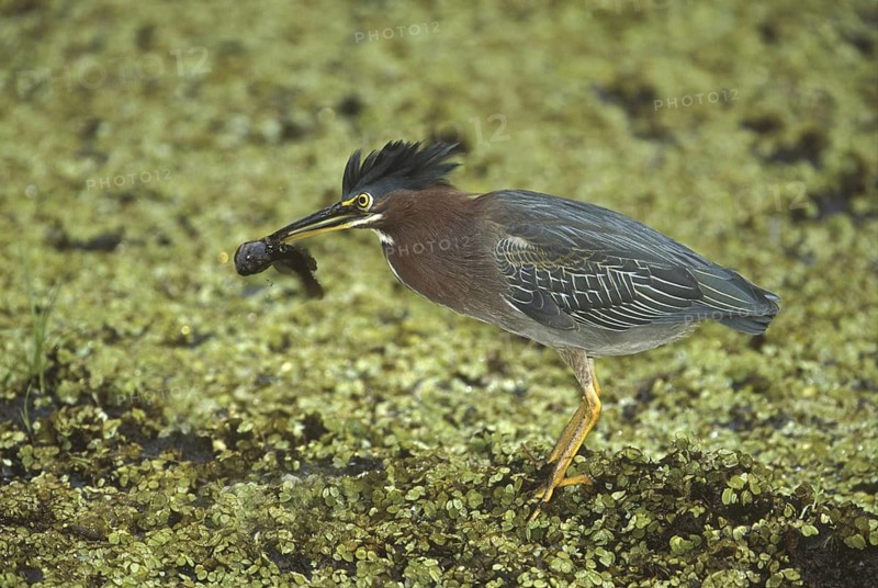 Green Heron (Butorides virescens), Florida, USA