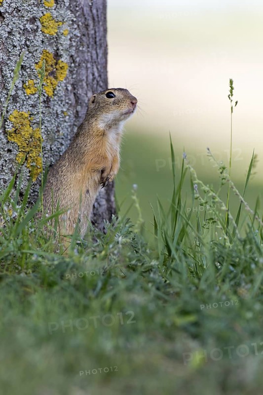 European Ground Squirrel (Spermophilus citellus), Lake Neusiedl, Austria