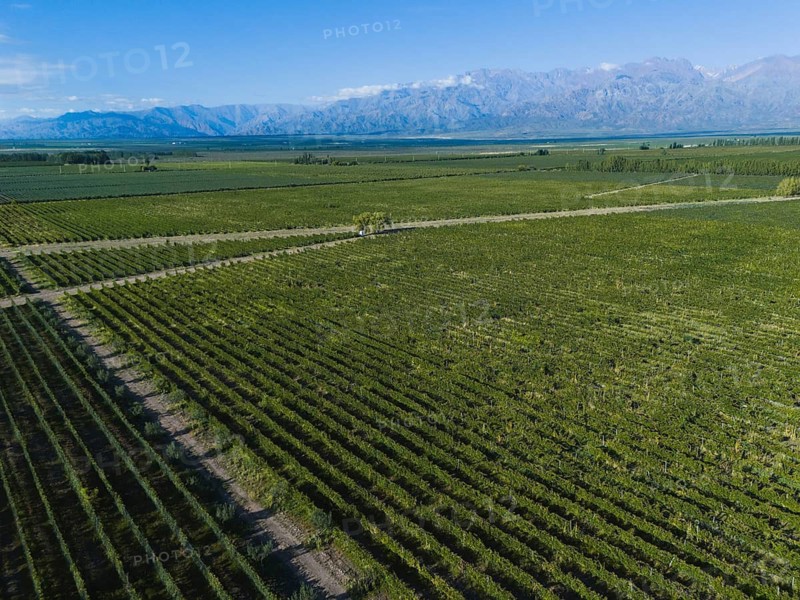 Aerial view of lush vineyards sprawling against the backdrop of the majestic Andes Mountains, showcasing the contrast between cultivated land and natural terrain