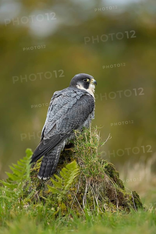 Peregrine falcon (Falco peregrinus) adult bird of prey on a tree stump, Scotland, United Kingdom