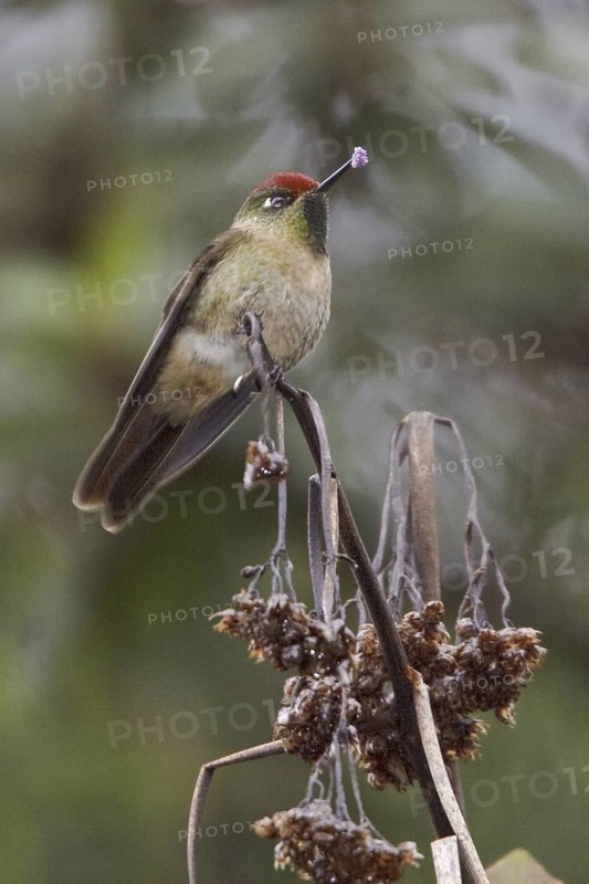 Rufous-capped Thornbill (Chalcostigma ruficeps), Ecuador