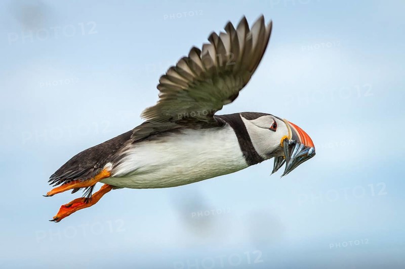 Atlantic Puffin (Fratercula arctica) in flight with sandeels in bill, Farne Islands, United Kingdom