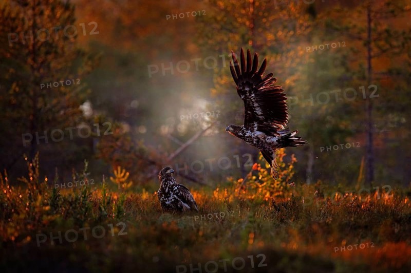Sunset in nature, two eagle fight in taiga, Finland. Young birds of white-tailed eagle, Haliaeetus albicilla, flight in the forest meadow. Beautiful evening orange light in the forest, wildlife nature
