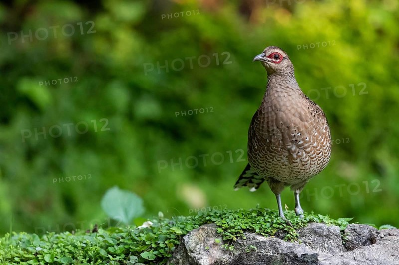 Mrs. Hume's Pheasant (Syrmaticus humiae) female perched on the ground, Yunnan, China
