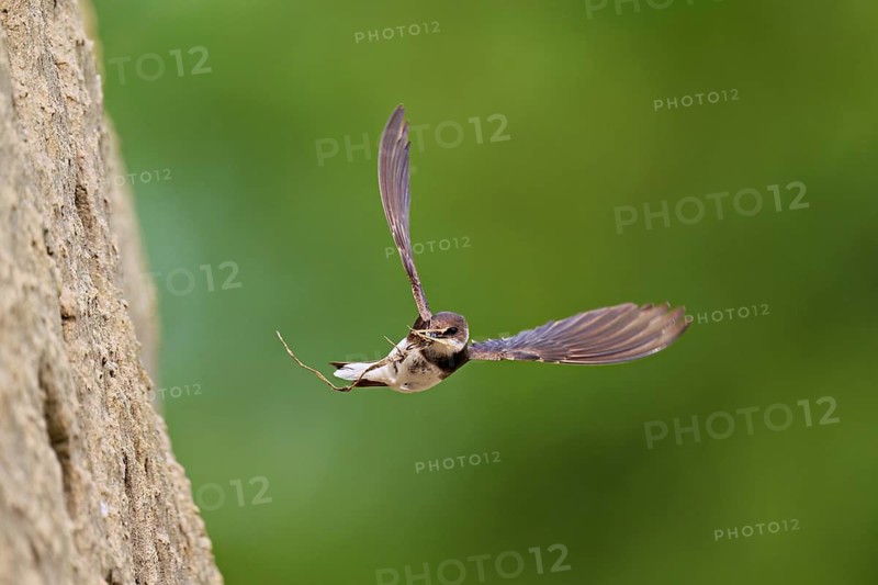 Sand martin (Riparia riparia), in flight with nesting material in its beak, Reussegg nature reserve, Canton Aargau, Switzerland