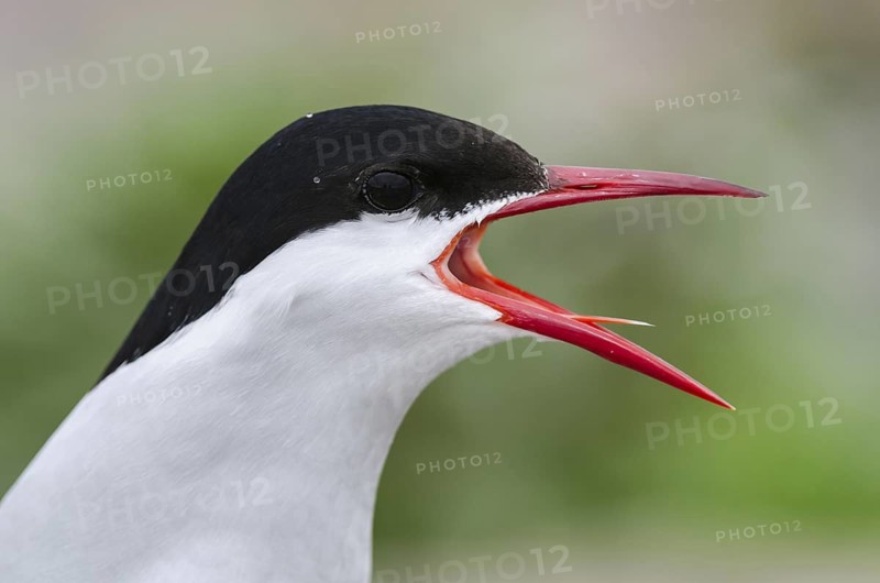 Arctic Tern (Sterna paradisaea), Schleswig-Holstein, Germany