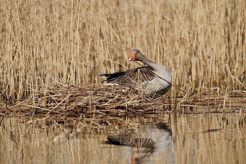Greylag goose (Anser anser) building a nest in the reeds, North Rhine-Westphalia, Germany