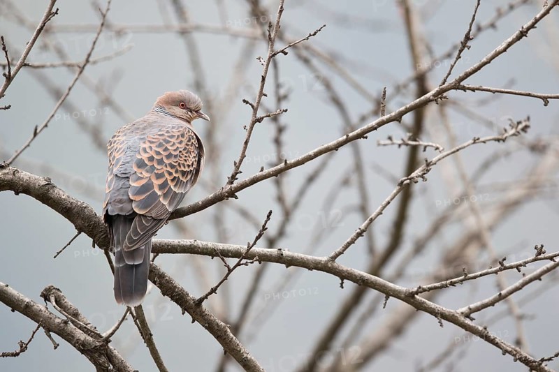 Oriental Turtle Dove (Streptopelia orientalis meena) perched on a branch, Trashigang, Bhutan