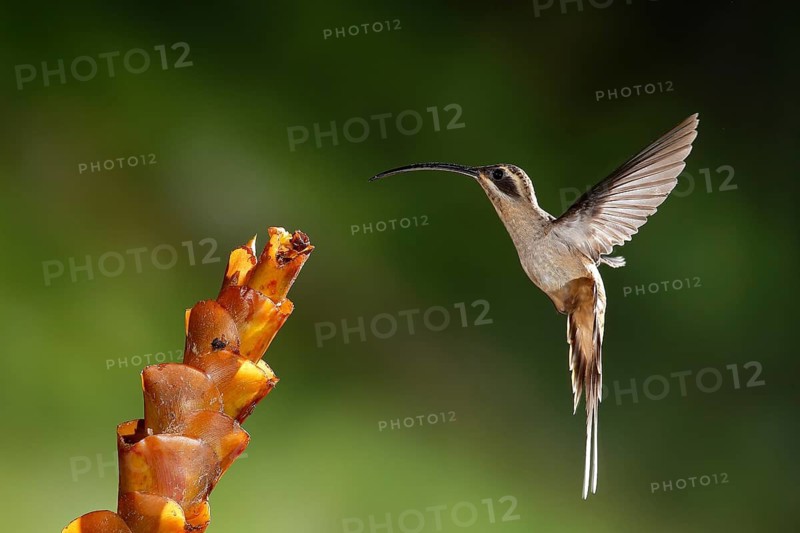 Long-billed Hermit (Phaethornis longirostris) flying, Costa Rica