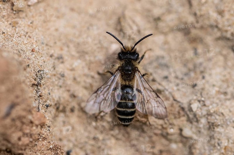 Furrowed narrow bee (Lasioglossum calceatum), Emsland, Lower Saxony, Germany