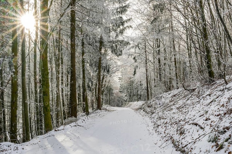 Forest road going through a mixed forest white from roarfrost on a sunny day in winter, Bavaria, Germany