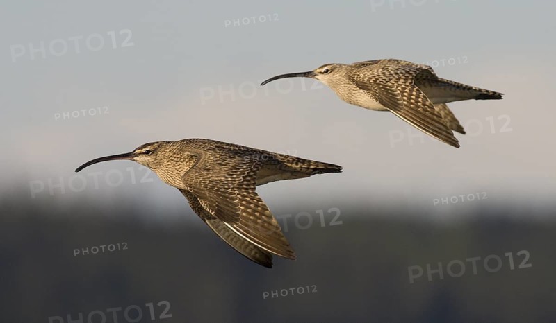Whimbrel (Numenius phaeopus) flying, Washington, USA