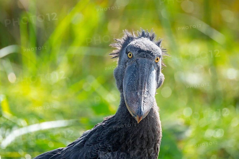 Shoebill (Balaeniceps rex), juvenile, funny animal portrait, swamps of Mabamba, Lake Victoria, Uganda