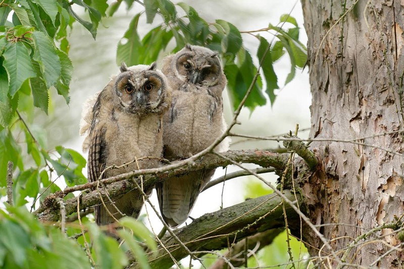 Long-eared Owl (Asio otus) young birds, Saxony, Germany