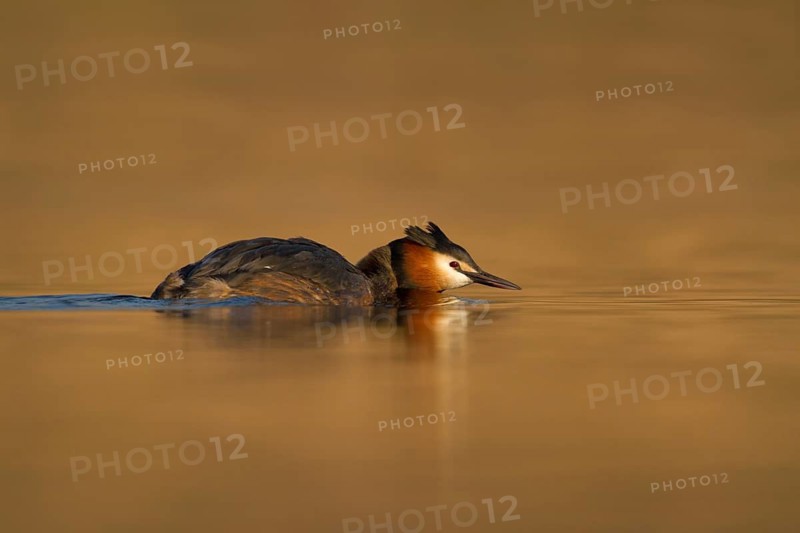 Great Crested Grebe (Podiceps cristatus), Utrecht, Netherlands
