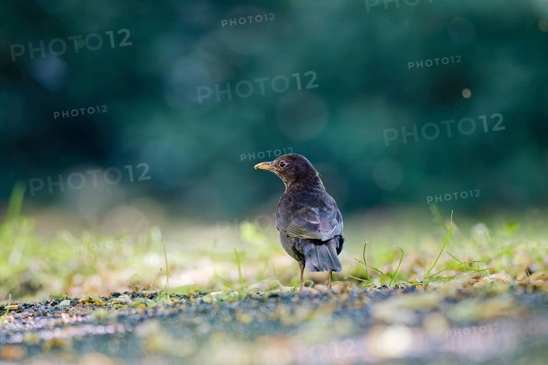 Common blackbird (Turdus merula) standing on ground in natural park environment, photographed from low angle with soft green bokeh background, Germany